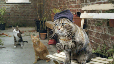 1b4c510fd9f9d72a1885f2aed42a2834359bbba4.gif
