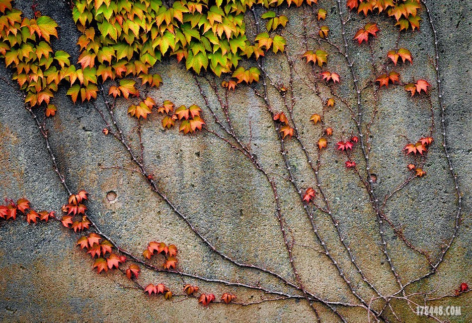 tree 作者 Ursula I Abresch