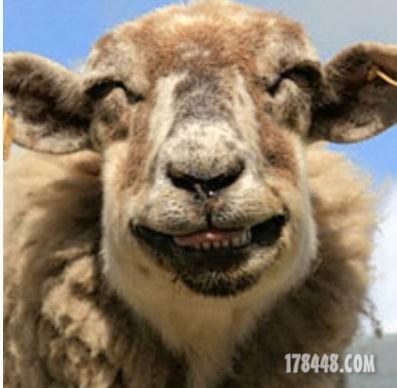 骆驼的笑.jpg