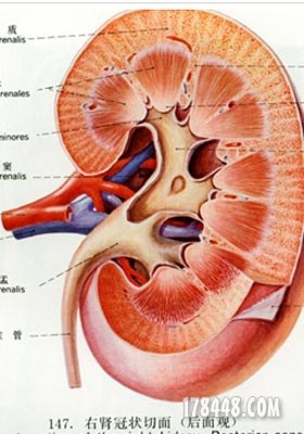 如果腎臟有了毒素