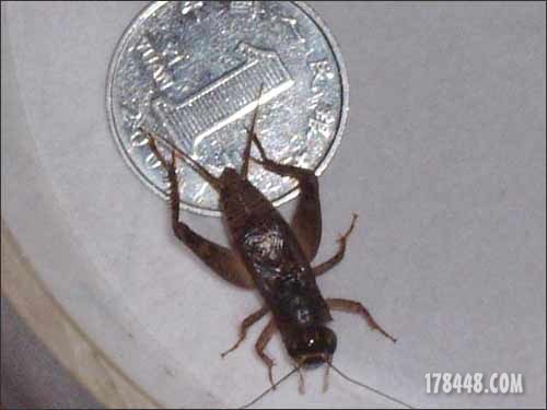 漂亮的蟋蟀!——斗蟀的季节到了