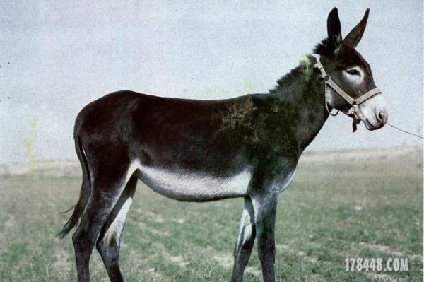 hg82.jpg
