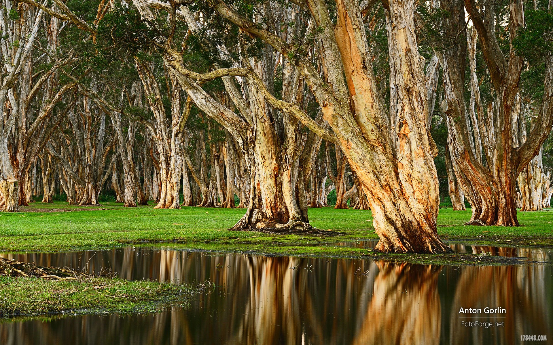 7antongorlin-teagrovesydneynswaustralia.jpg