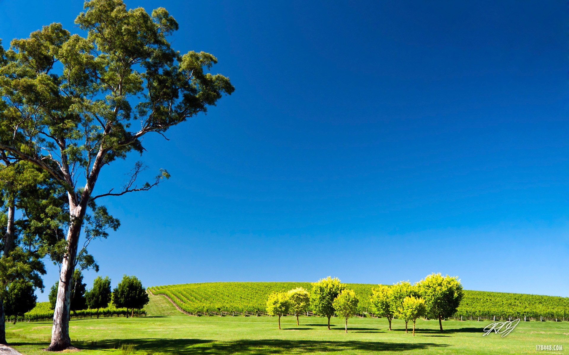 8_ianrdjohnson_vineyardadelaidehillssouthaustralia2.jpg