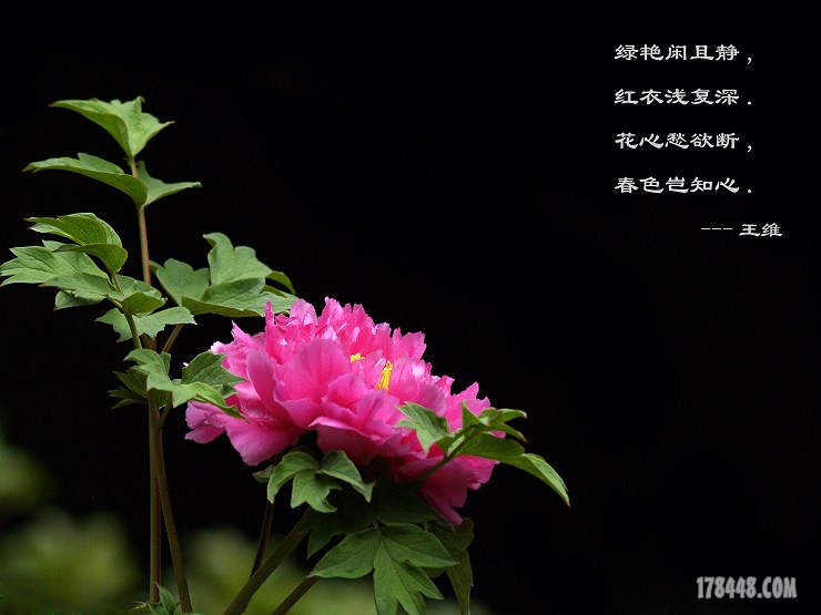 王维.jpg