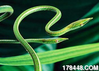 北美洲的葡萄树蛇.jpg
