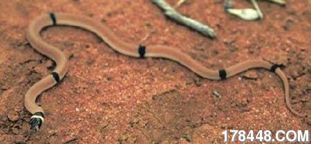 澳洲幽灵蛇.jpg