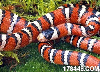 美国亚利桑纳的山王蛇.jpg