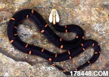 喜玛拉雅白头蛇.jpg