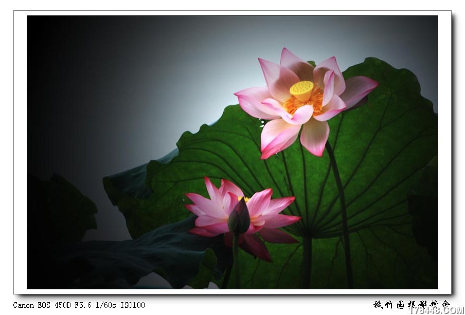20100219_桌面-荷.jpg