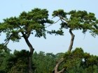 songshu.jpg
