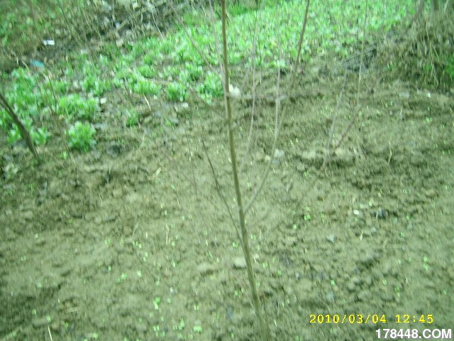 SSA46226.JPG