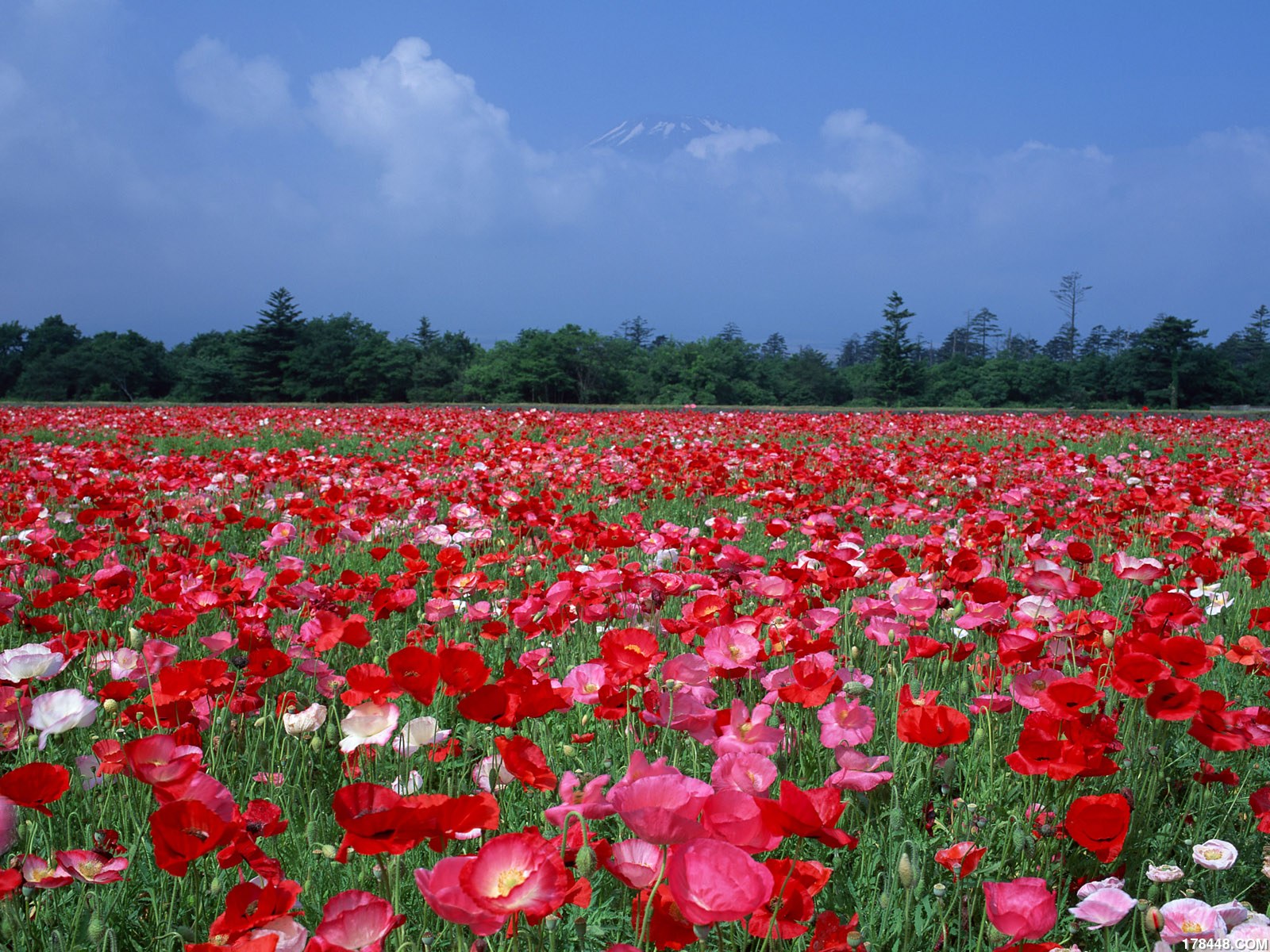 1600fuji_1012.jpg