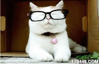 猫戴眼镜.jpg